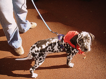 Canine Casteller 