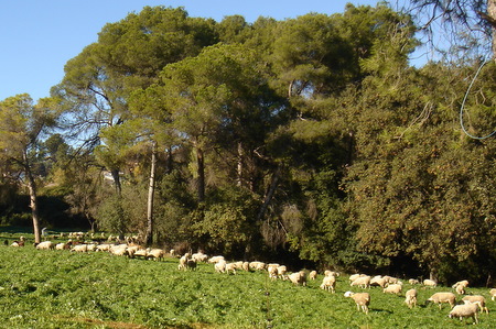 כבשים במרעה